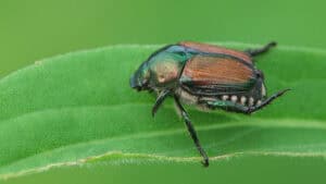 Insetti dannosi, coleottero giapponese