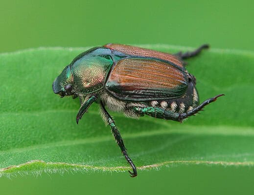 Insetti dannosi, coleottero giapponese