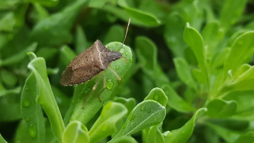 Insetti pericolosi, cimice asiatica