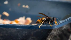 Insetti pericolosi, la vespa