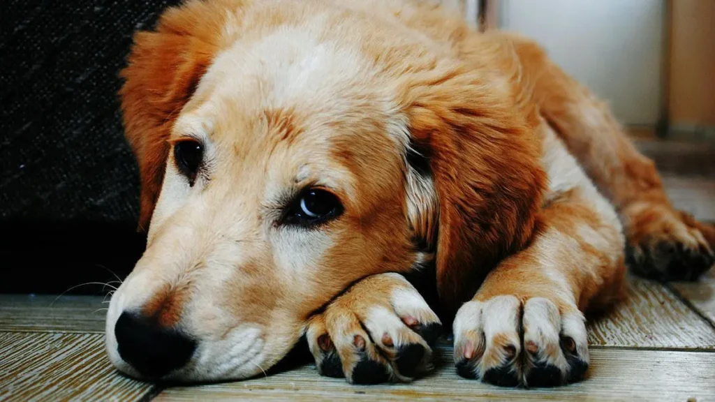 Cane e mal di testa
