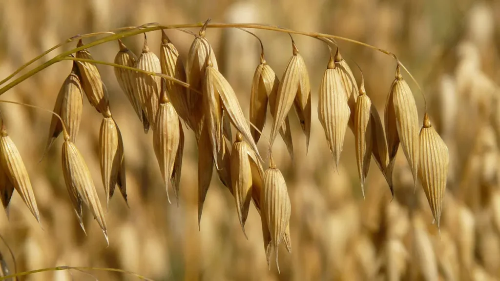 Avena e prurito