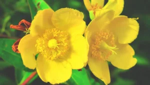 Iperico per il prurito