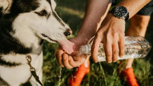 Rinfrescare il cane