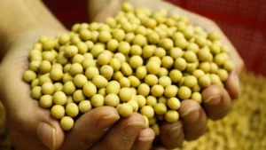 Soia per l'alimentazione