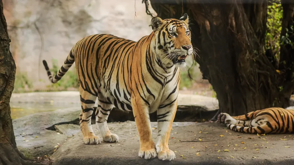 Tigre nello zoo