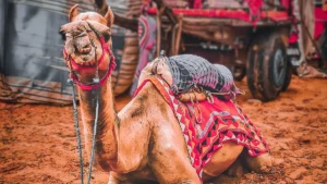 Cammello per i turisti