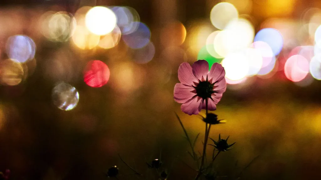 Fiori e inquinamento luminoso