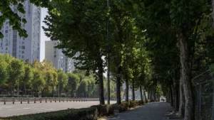 Città del futuro e alberi