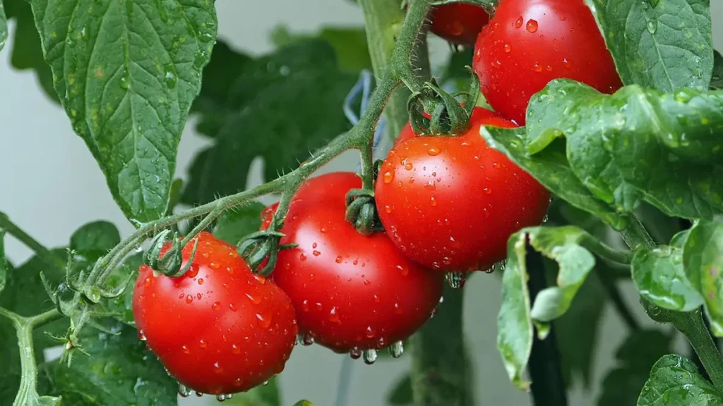 Superfood, pomodori