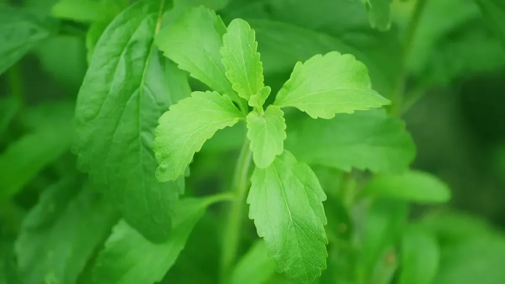 Stevia come dolcificante