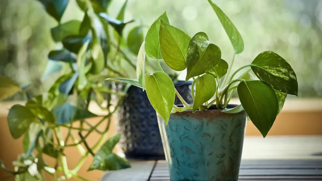 Pothos