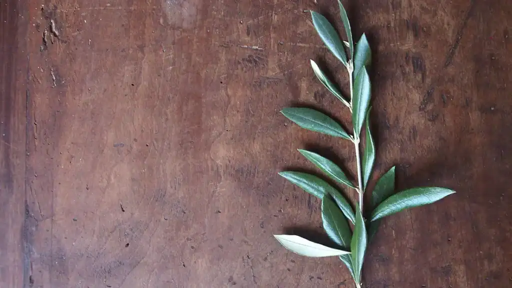 Foglie d'olivo