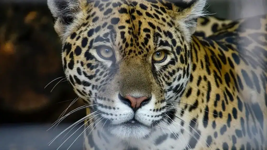 Tutela del giaguaro nel 2025