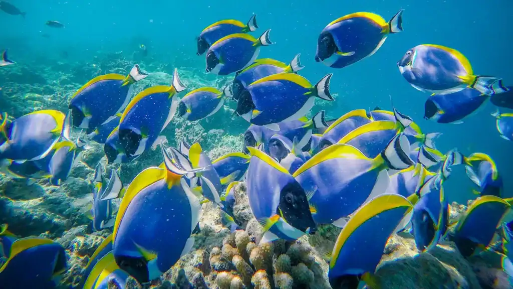 Tutela degli oceani. TG Green 2025