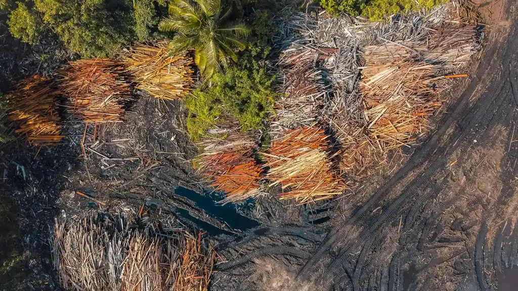 Bresaola e deforestazione