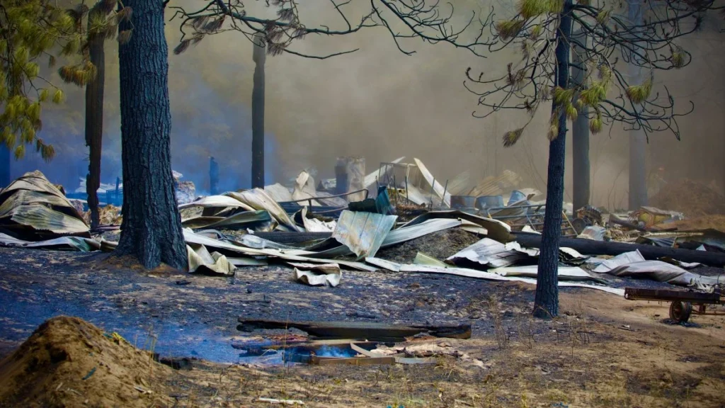 alberi in uno scenario di guerra