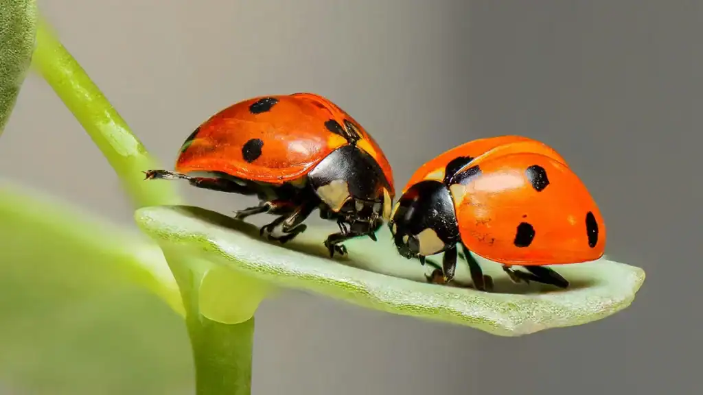 Insetti e coccinelle
