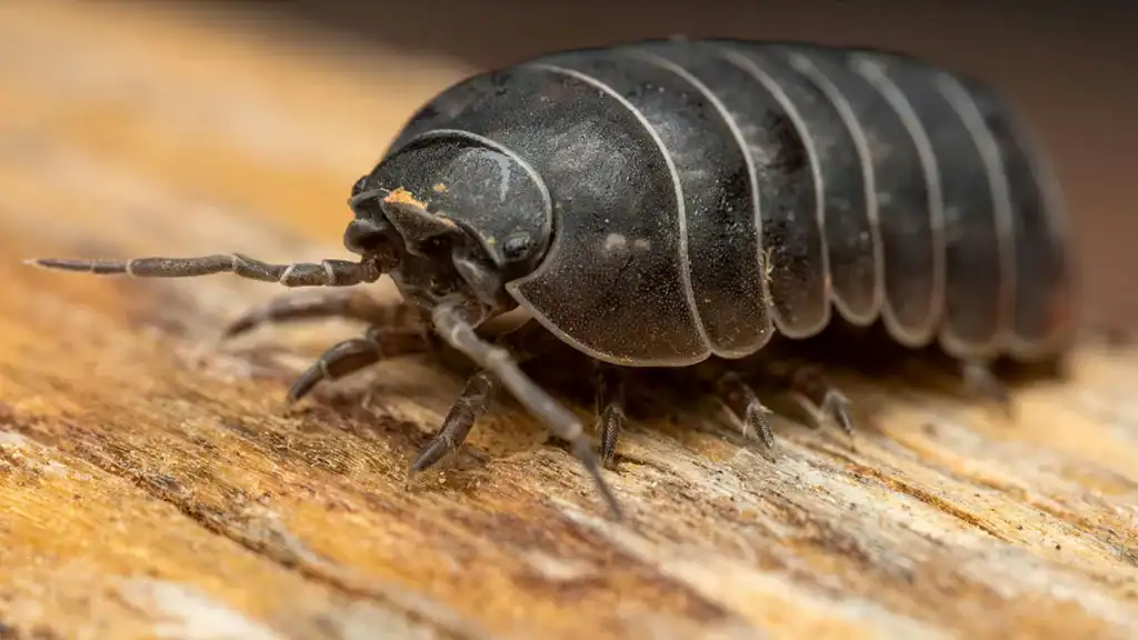 Insetti, porcellino di terra