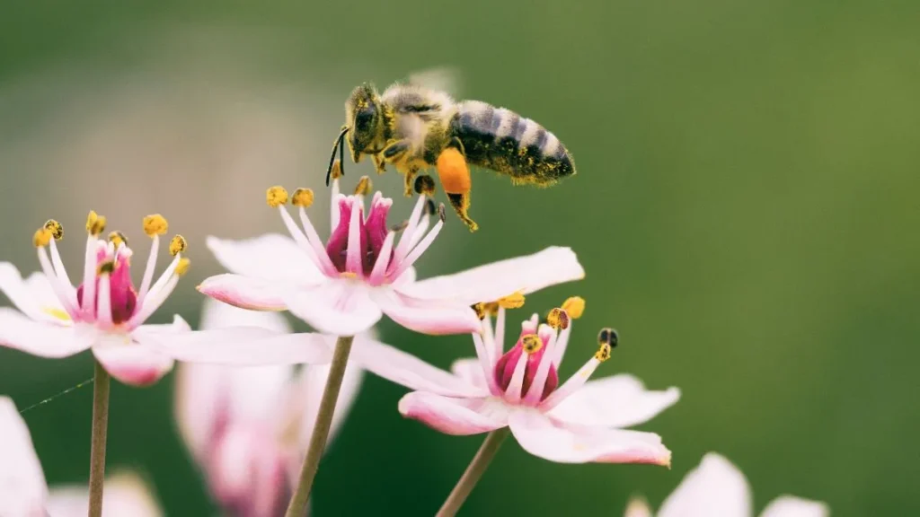 ape in volo sui fiori