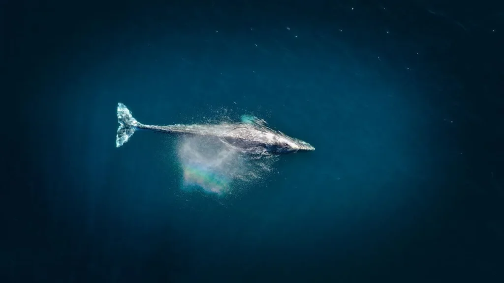 Una balena in mare
