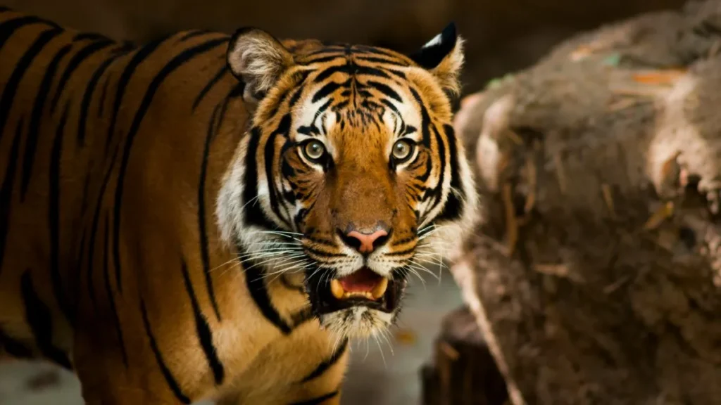 Una tigre