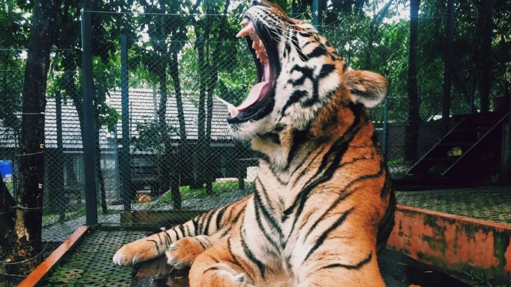 Una tigre in gabbia