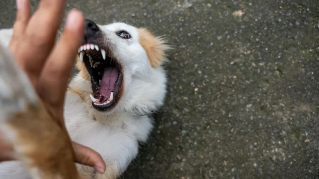 Un cane aggressivo