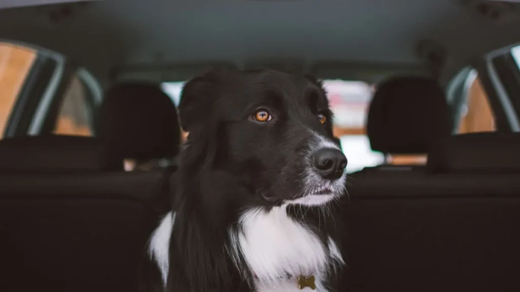 cane in auto