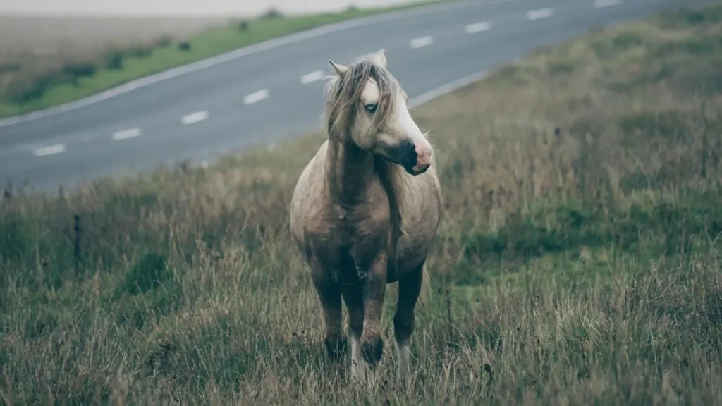 cavallo che corre su una strada