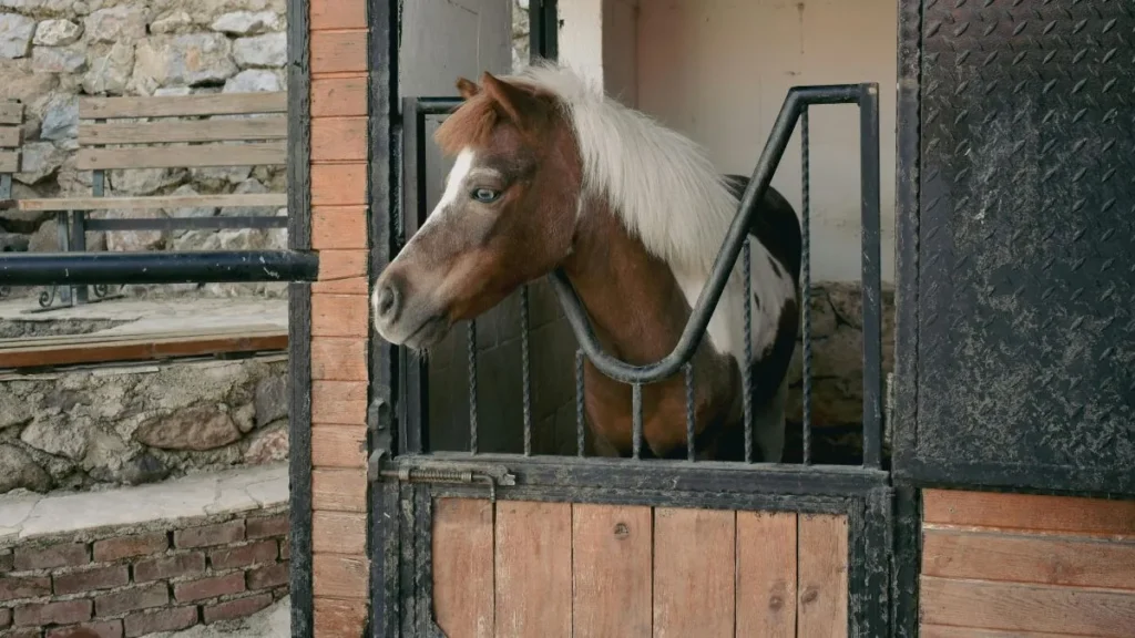 Cavallo in una stalla