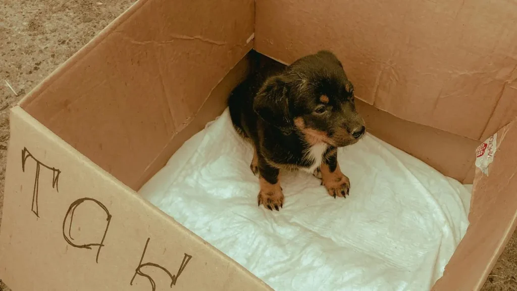 Cucciolo di cane in scatola