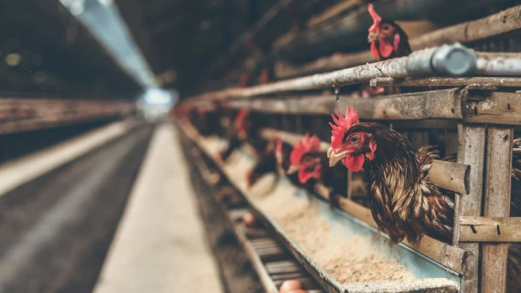 galline in allevamento