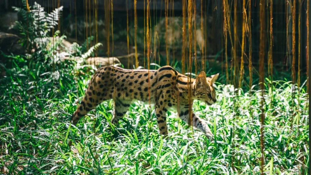gattopardo africano che cammina