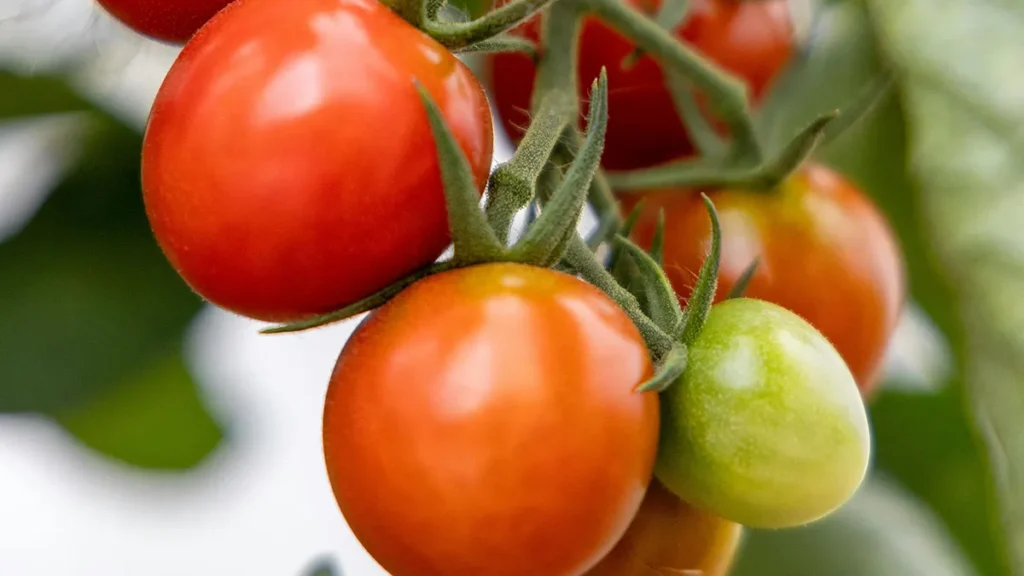Pianta di pomodoro