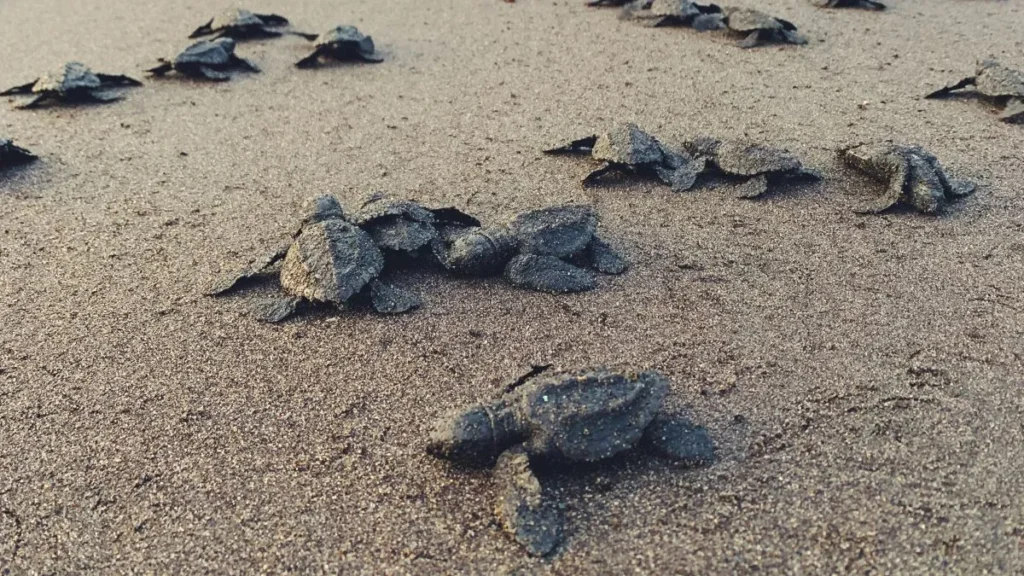 Tartarughe sulla spiaggia