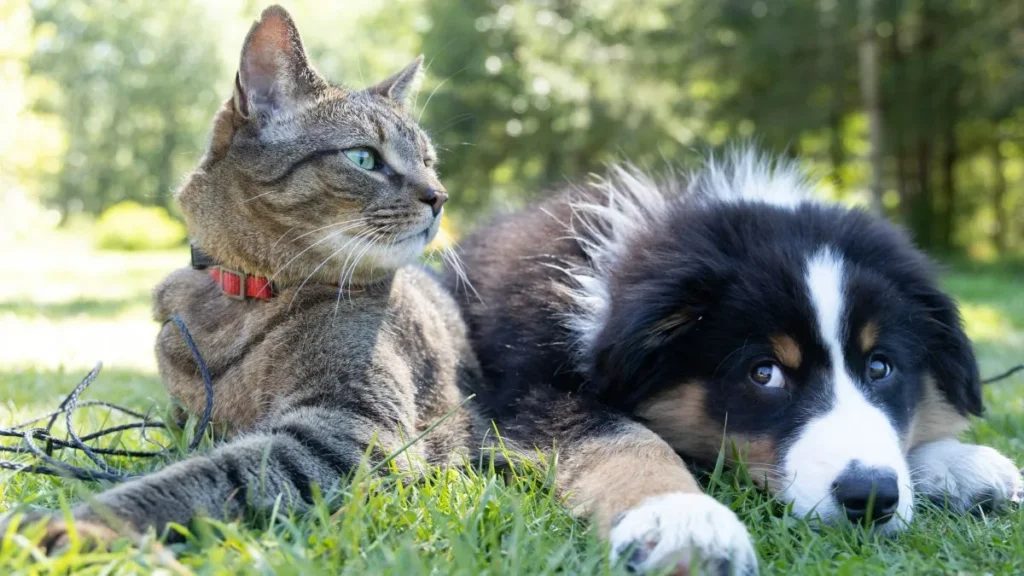 Un cane e un gatto riposano in un prato