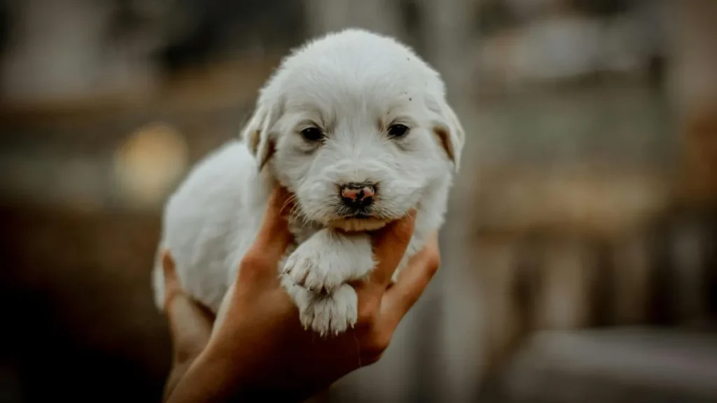 Un cucciolo di maremmano