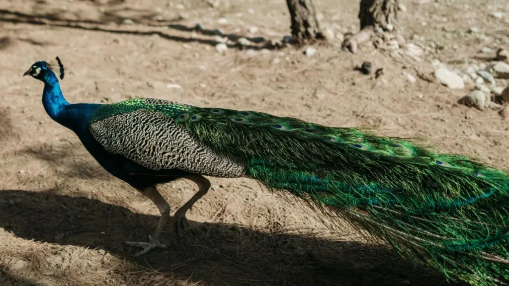 Un pavone a passeggio