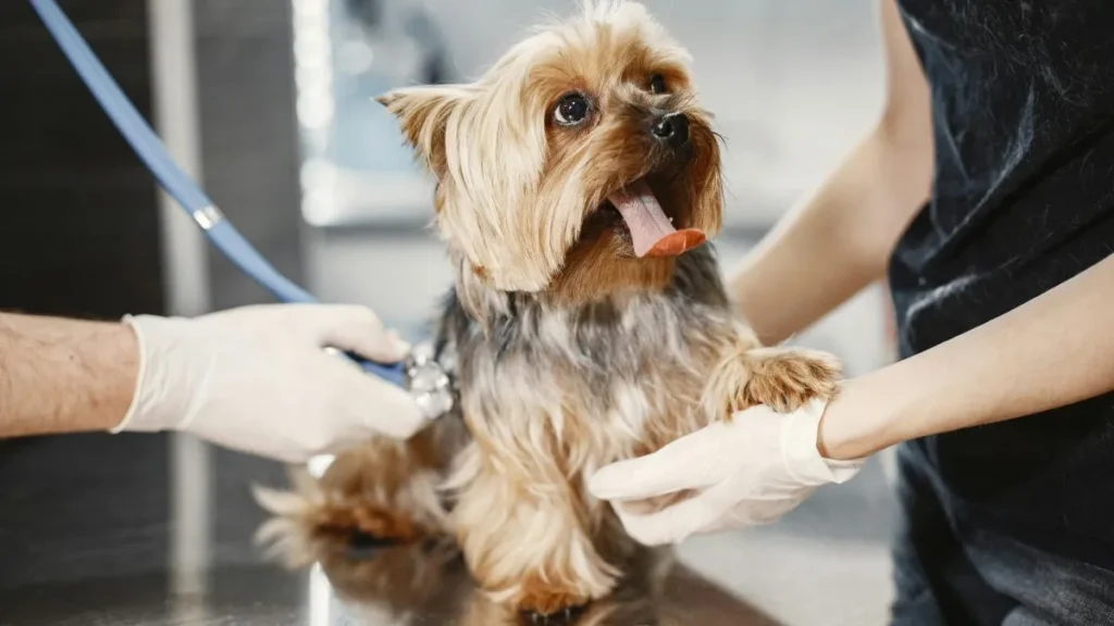 veterinari visitano cane Yorkshire