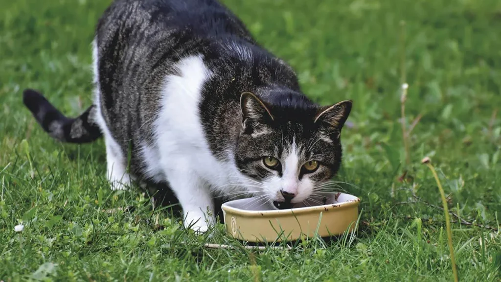 Idratazione del gatto
