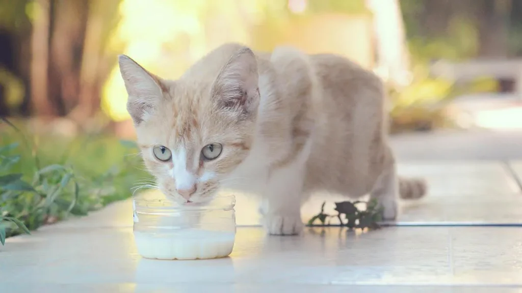 Latte al gatto