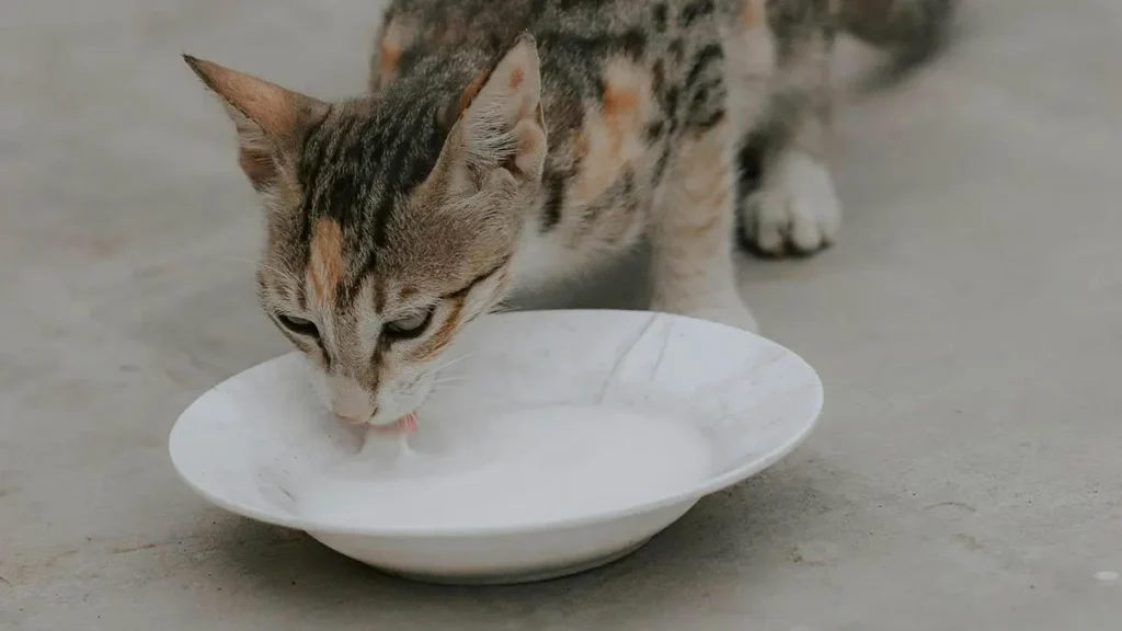 Gatto beve del latte