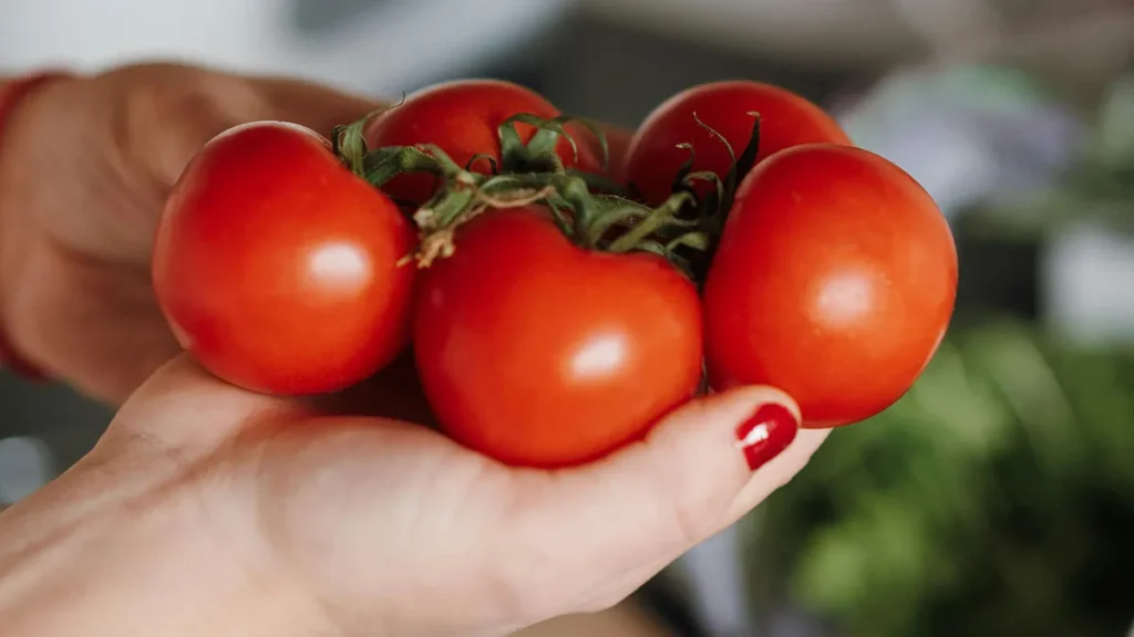 Pomodori in mano