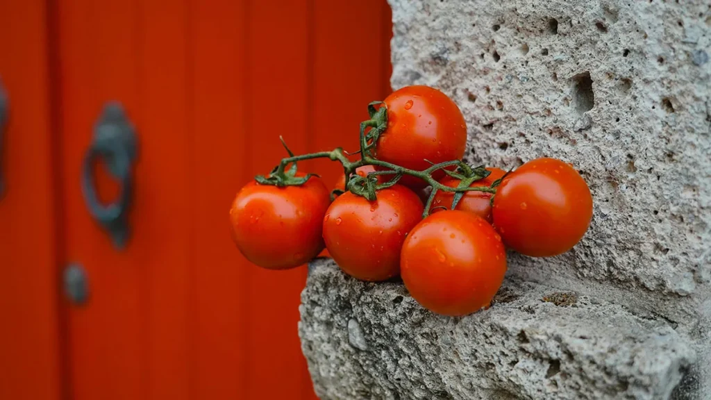 Pomodori all'aperto