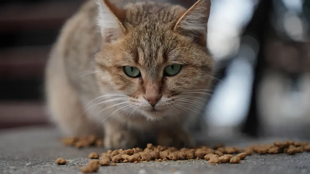 Alimentazione del gatto e crocchette