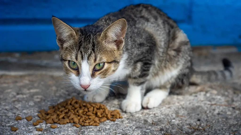 Gatto e croccantini