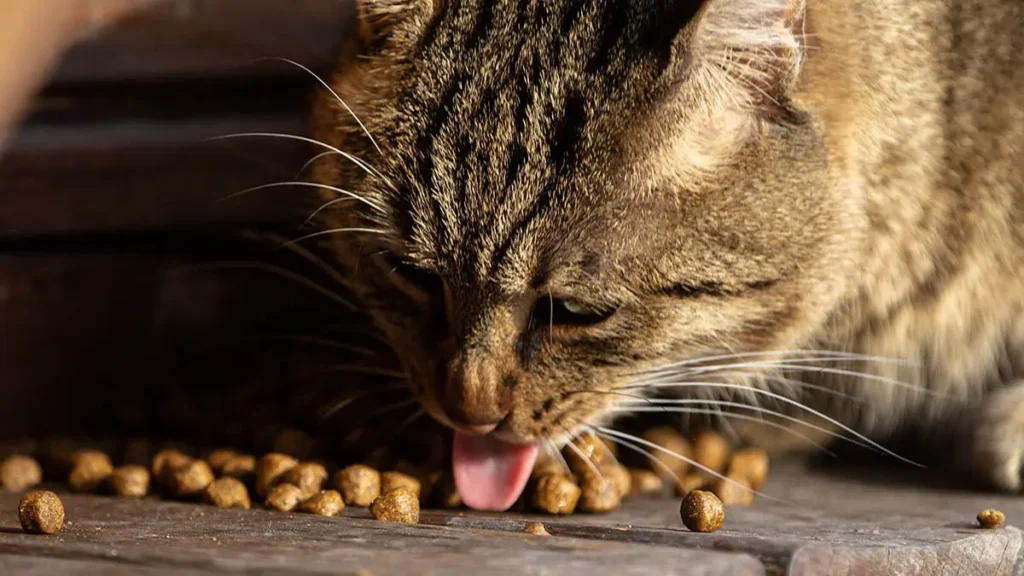 Gatto e crocchette
