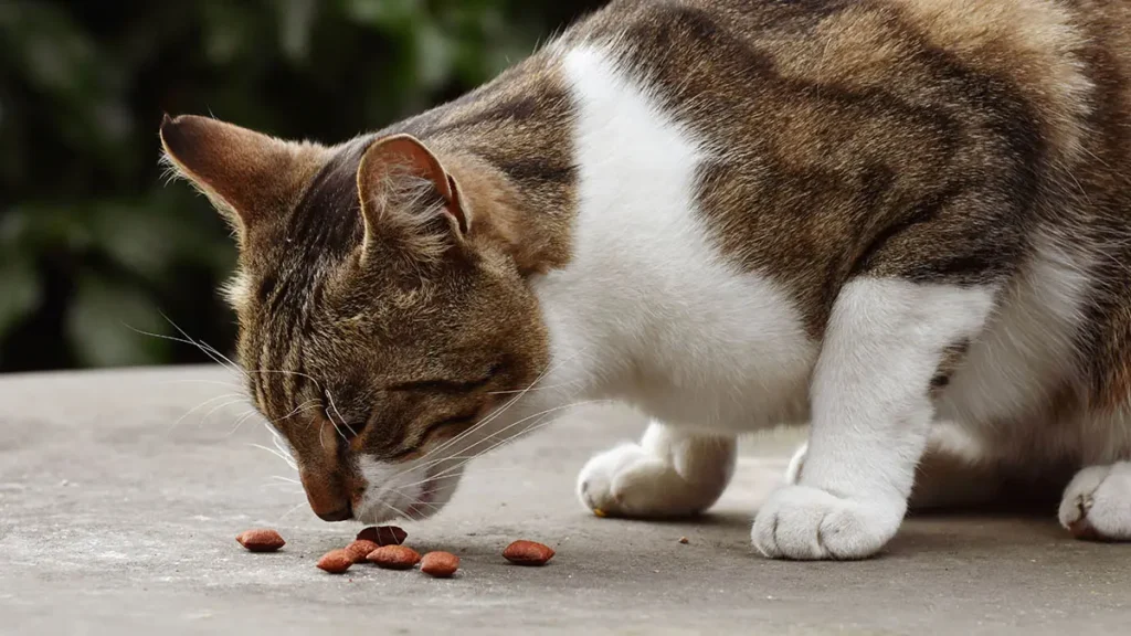 Gatto mangia le crocchette