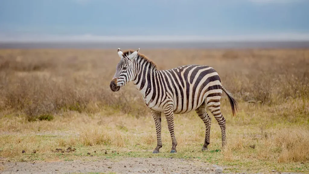 Zanzara e zebra